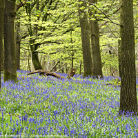 Buy canvas prints of Bluebells in Hollybank Wood near Ripley by Mark Sunderland