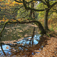 Buy canvas prints of Autumn Oak Tree at Guisecliff Tarn by Mark Sunderland