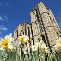 Buy canvas prints of Ripon Cathedral in Spring by Mark Sunderland