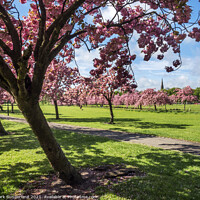 Buy canvas prints of The Stray at Harrogate in Spring by Mark Sunderland