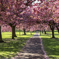 Buy canvas prints of The Stray at Harrogate in Spring by Mark Sunderland