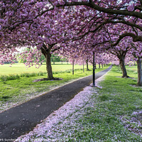Buy canvas prints of The Stray at Harrogate in Spring by Mark Sunderland