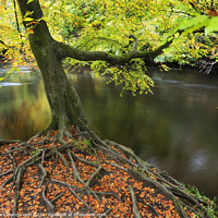 Buy canvas prints of Autumn Tree at Knaresborough by Mark Sunderland