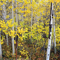 Buy canvas prints of Aspen Trees in Autumn by Mark Sunderland