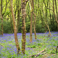 Buy canvas prints of Bluebells in Nidd Gorge Woods in Spring by Mark Sunderland