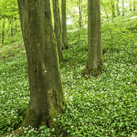 Buy canvas prints of Wild Garlic Flowers in Strid Wood by Mark Sunderland