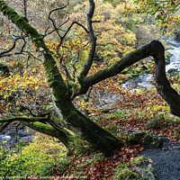 Buy canvas prints of Autumn Tree in Strid Wood at Bolton Abbey by Mark Sunderland