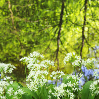 Buy canvas prints of Wild Garlic and Tree Reflections in Skipton Woods by Mark Sunderland