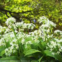 Buy canvas prints of Wild Garlic and Tree Reflections in Skipton Woods by Mark Sunderland