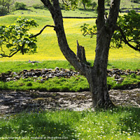 Buy canvas prints of Riverside Tree and Buttercup Meadows in Langstrothdale by Mark Sunderland