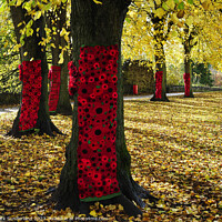 Buy canvas prints of Remembrance Poppies on Autumn Trees in Knaresborough by Mark Sunderland