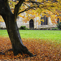 Buy canvas prints of Autumn Beech Tree at St Johns Church Knaresborough by Mark Sunderland
