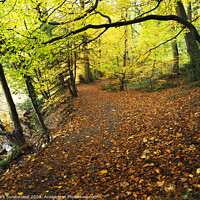Buy canvas prints of Autumn Trees in Conyngham Hall Grounds at Knaresborough by Mark Sunderland