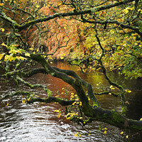 Buy canvas prints of Autumn Tree by the River Nidd at Knaresborough by Mark Sunderland