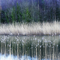 Buy canvas prints of Clockburn Lake in Derwenthaugh Country Park by Mark Sunderland