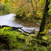 Buy canvas prints of The swollen River Wharfe flows rapidly through autumnal Strid Wood by Mark Sunderland