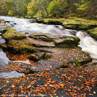 Buy canvas prints of The Strid on the River Wharfe in Full Flow after Heavy Rain in Wharfedale by Mark Sunderland
