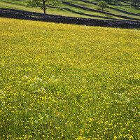 Buy canvas prints of Wharfedale in Summer by Mark Sunderland