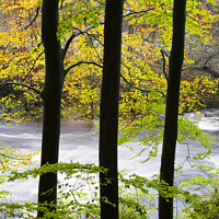 Buy canvas prints of Beech Trees by the Wharfe in Strid Wood by Mark Sunderland