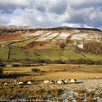 Buy canvas prints of Sheep Grazing in Farndale in Winter by Mark Sunderland