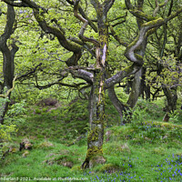 Buy canvas prints of Oak Trees in Spring near Ingleton by Mark Sunderland