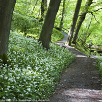 Buy canvas prints of Wild Garlic Flowers by a Path in Strid Wood at Bolton Abbey by Mark Sunderland