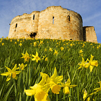 Buy canvas prints of Spring Daffodils at Cliffords Tower by Mark Sunderland