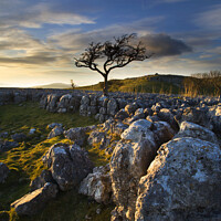 Buy canvas prints of Lone Tree and Limestone Pavement Wharfedale by Mark Sunderland
