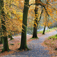 Buy canvas prints of Strid Wood in Autumn by Mark Sunderland