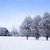 Buy canvas prints of Winter Trees at Knaresborough by Mark Sunderland
