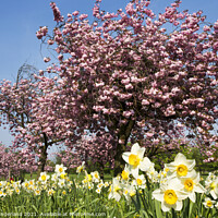 Buy canvas prints of Daffodils and Sping Blossom at Harrogate by Mark Sunderland