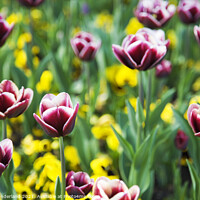 Buy canvas prints of Spring Flowers at Valley Gardens Harrogate by Mark Sunderland