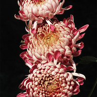 Buy canvas prints of chrysanthemum by Susmita Mishra