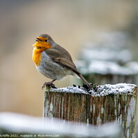 Buy canvas prints of Christmas Robin by Paul McNiffe