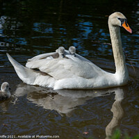 Buy canvas prints of Swan and her Cygnets by Paul McNiffe