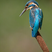 Buy canvas prints of Kingfisher on Bulrush by Paul Smith