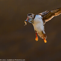 Buy canvas prints of Incoming Backlit Puffin with Sandeels by Paul Smith