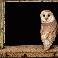 Buy canvas prints of Barn Owl in Old Barn Window by Paul Smith