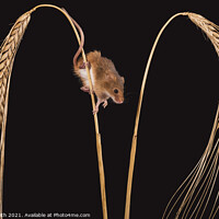 Buy canvas prints of Harvest Mouse on Wheat by Paul Smith
