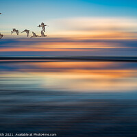 Buy canvas prints of Godwits Flying over Brancaster Beach by Paul Smith