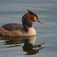 Buy canvas prints of Great Crested Grebe by Paul Smith