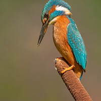 Buy canvas prints of Kingfisher on Bulrush by Paul Smith