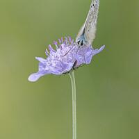 Buy canvas prints of Chalkhill Blue on Scabious by Paul Smith