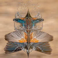 Buy canvas prints of Diving Kingfisher Abstract by Paul Smith