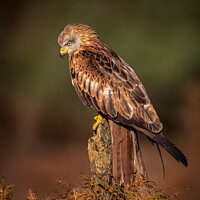 Buy canvas prints of Red Kite in Late Evening Light by Paul Smith