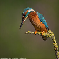 Buy canvas prints of Perched Kingfisher by Paul Smith