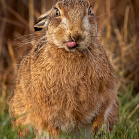 Buy canvas prints of Cheeky Brown Hare by Paul Smith