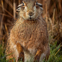 Buy canvas prints of Brown Hare Portrait by Paul Smith