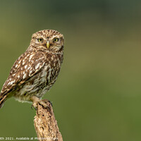 Buy canvas prints of Little Owl on Old Tree Stump by Paul Smith