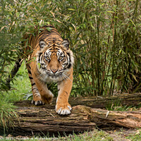 Buy canvas prints of Amur Tiger coming through Bamboo by Paul Smith